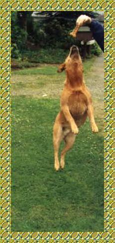 Pumpkin jumping for her bone