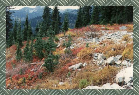 {Early Autumn on Chinook Pass}